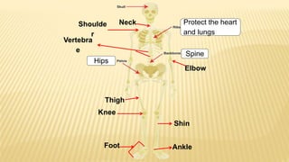 Protect the heart
and lungs
Hips
Spine
Neck
Vertebra
e
Shoulde
r
Knee
Thigh
Elbow
Foot Ankle
Shin
 