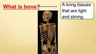 What is bone? A living tissues
that are light
and strong.
 
