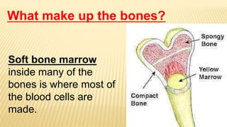 Soft bone marrow
inside many of the
bones is where most of
the blood cells are
made.
What make up the bones?
 