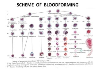 SCHEME OF BLOODFORMING
 