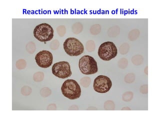 Reaction with black sudan of lipids
 