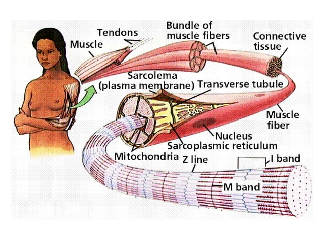 Comprehensive Overview of Muscle Tissue Types and Their Functional ...