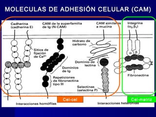 Biología - Matriz y Uniones
