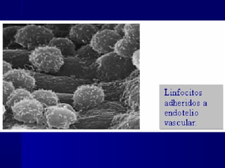 Biología - Matriz y Uniones