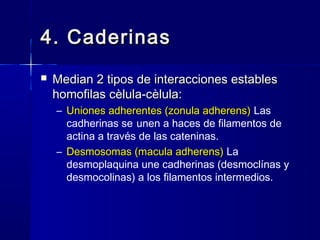 Biología - Matriz y Uniones