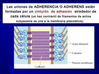 Biología - Matriz y Uniones