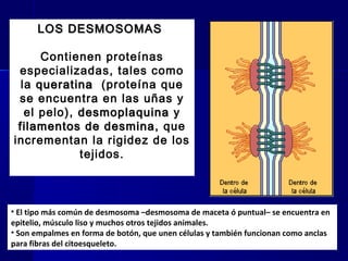 Biología - Matriz y Uniones