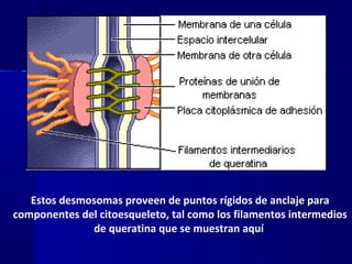 Biología - Matriz y Uniones