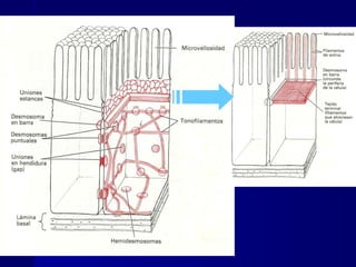 Biología - Matriz y Uniones