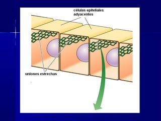 Biología - Matriz y Uniones