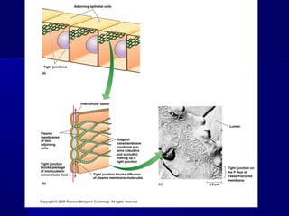 Biología - Matriz y Uniones