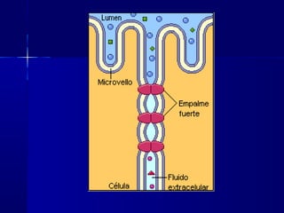 Biología - Matriz y Uniones