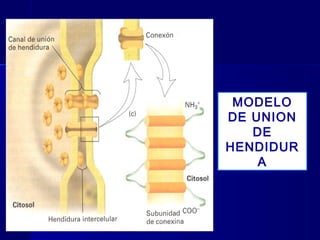Biología - Matriz y Uniones