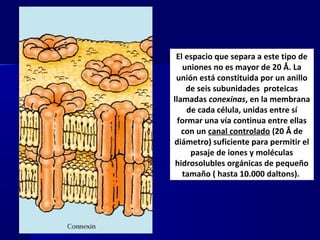 Biología - Matriz y Uniones