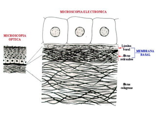 Biología - Matriz y Uniones