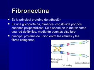 Biología - Matriz y Uniones