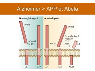 Alzheimer > APP et Abeta 