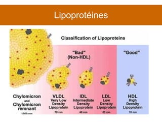 Lipoprotéines 