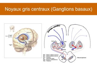 Noyaux gris centraux (Ganglions basaux) 
