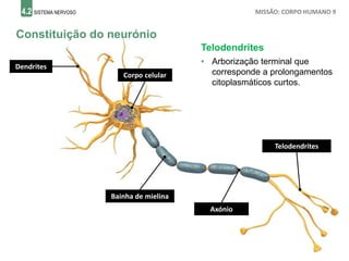 4.2 SISTEMA NERVOSO MISSÃO: CORPO HUMANO 9
Constituição do neurónio
Telodendrites
• Arborização terminal que
corresponde a prolongamentos
citoplasmáticos curtos.
Dendrites
Corpo celular
Axónio
Bainha de mielina
Telodendrites
 