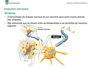4.2 SISTEMA NERVOSO MISSÃO: CORPO HUMANO 9
Impulso nervoso
Sinapses
Sinapse
• A transmissão do impulso nervoso de um neurónio para outro ocorre através
das sinapses.
• São estruturas que se situam entre as telodendrites e as dendrites do neurónio
seguinte.
Impulso nervoso
 