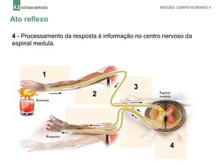 4.2 SISTEMA NERVOSO MISSÃO: CORPO HUMANO 9
Ato reflexo
4 - Processamento da resposta à informação no centro nervoso da
espinal medula.
1
2
3
4
 