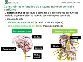 4.2 SISTEMA NERVOSO MISSÃO: CORPO HUMANO 9
Constituintes e funções do sistema nervoso central e
periférico
O sistema nervoso assegura o comando e a coordenação das funções
vitais do organismo além da receção das mensagens sensoriais.
É constituído pelo
• sistema nervoso central (encéfalo e medula espinal)
• pelo sistema nervoso periférico (nervos e gânglios)
Sistema nervoso periférico
Sistema nervoso central
Cérebro
Tronco cerebral
Cerebelo
Medula
espinal
Nervos
Gânglios
 
