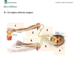 4.2 SISTEMA NERVOSO MISSÃO: CORPO HUMANO 9
Ato reflexo
6 - Os órgãos efetores reagem.
1
2
3
4
5
6
 