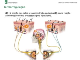 4.2 SISTEMA NERVOSO MISSÃO: CORPO HUMANO 9
Termorregulação
1
(6) Há ereção dos pelos e vasoconstrição periférica (7), como reação
à informação de frio processada pelo hipotálamo.
2 2
3
4
1
5
6
7
 