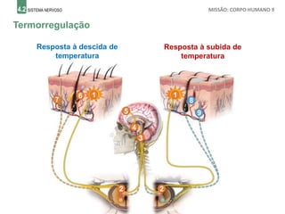 4.2 SISTEMA NERVOSO MISSÃO: CORPO HUMANO 9
Termorregulação
1
Resposta à descida de
temperatura
2 2
3
4
1
5
6
7 8
9
Resposta à subida de
temperatura
 
