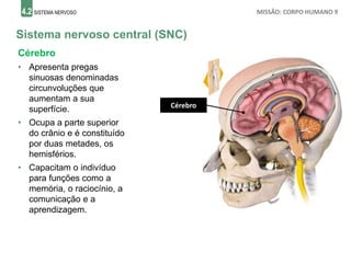 4.2 SISTEMA NERVOSO MISSÃO: CORPO HUMANO 9
Sistema nervoso central (SNC)
Cérebro
Cérebro
• Apresenta pregas
sinuosas denominadas
circunvoluções que
aumentam a sua
superfície.
• Ocupa a parte superior
do crânio e é constituído
por duas metades, os
hemisférios.
• Capacitam o indivíduo
para funções como a
memória, o raciocínio, a
comunicação e a
aprendizagem.
 