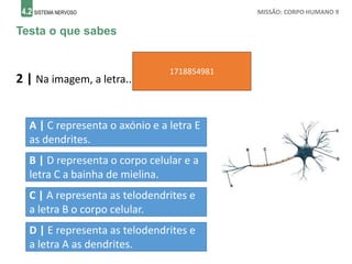 4.2 SISTEMA NERVOSO MISSÃO: CORPO HUMANO 9
Testa o que sabes
2 | Na imagem, a letra...
A | C representa o axónio e a letra E
as dendrites.
B | D representa o corpo celular e a
letra C a bainha de mielina.
C | A representa as telodendrites e
a letra B o corpo celular.
D | E representa as telodendrites e
a letra A as dendrites.
1718854981
 