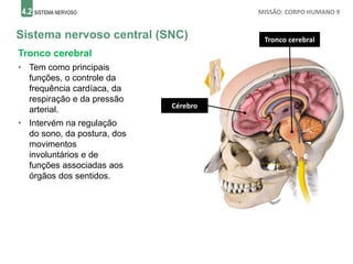 4.2 SISTEMA NERVOSO MISSÃO: CORPO HUMANO 9
Sistema nervoso central (SNC)
Cérebro
Tronco cerebral
• Tem como principais
funções, o controle da
frequência cardíaca, da
respiração e da pressão
arterial.
• Intervém na regulação
do sono, da postura, dos
movimentos
involuntários e de
funções associadas aos
órgãos dos sentidos.
Tronco cerebral
 