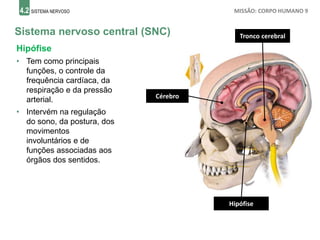 4.2 SISTEMA NERVOSO MISSÃO: CORPO HUMANO 9
Sistema nervoso central (SNC)
Cérebro
Hipófise
• Tem como principais
funções, o controle da
frequência cardíaca, da
respiração e da pressão
arterial.
• Intervém na regulação
do sono, da postura, dos
movimentos
involuntários e de
funções associadas aos
órgãos dos sentidos.
Tronco cerebral
Hipófise
 