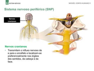 4.2 SISTEMA NERVOSO MISSÃO: CORPO HUMANO 9
Sistema nervoso periférico (SNP)
Nervos cranianos
• Transmitem o influxo nervoso de
e para o encéfalo e localizam-se
preferencialmente nos órgãos
dos sentidos, da cabeça e da
face.
Nervos
cranianos
 
