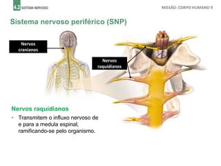 4.2 SISTEMA NERVOSO MISSÃO: CORPO HUMANO 9
Sistema nervoso periférico (SNP)
Nervos raquidianos
• Transmitem o influxo nervoso de
e para a medula espinal,
ramificando-se pelo organismo.
Nervos
cranianos
Nervos
raquidianos
 
