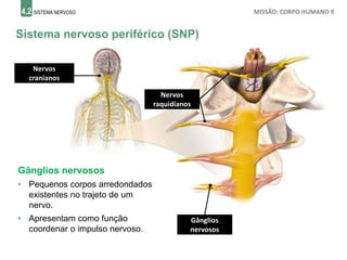 4.2 SISTEMA NERVOSO MISSÃO: CORPO HUMANO 9
Sistema nervoso periférico (SNP)
Gânglios nervosos
• Pequenos corpos arredondados
existentes no trajeto de um
nervo.
• Apresentam como função
coordenar o impulso nervoso.
Nervos
cranianos
Nervos
raquidianos
Gânglios
nervosos
 