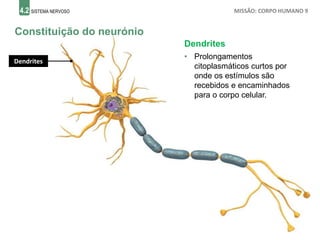 4.2 SISTEMA NERVOSO MISSÃO: CORPO HUMANO 9
Constituição do neurónio
Dendrites
• Prolongamentos
citoplasmáticos curtos por
onde os estímulos são
recebidos e encaminhados
para o corpo celular.
Dendrites
 