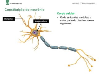 4.2 SISTEMA NERVOSO MISSÃO: CORPO HUMANO 9
Constituição do neurónio
Corpo celular
• Onde se localiza o núcleo, a
maior parte do citoplasma e os
organelos.
Dendrites
Corpo celular
 