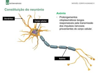 4.2 SISTEMA NERVOSO MISSÃO: CORPO HUMANO 9
Constituição do neurónio
Axónio
• Prolongamentos
citoplasmáticos longos
responsáveis pela transmissão
dos impulsos nervosos
provenientes do corpo celular.
Dendrites
Corpo celular
Axónio
 