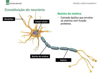 4.2 SISTEMA NERVOSO MISSÃO: CORPO HUMANO 9
Constituição do neurónio
Bainha de mielina
• Camada lipídica que envolve
os axónios com função
protetora.
Dendrites
Corpo celular
Axónio
Bainha de mielina
 