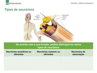 4.2 SISTEMA NERVOSO MISSÃO: CORPO HUMANO 9
Tipos de neurónios
De acordo com a sua função, podem distinguir-se vários
tipos de neurónios
Neurónios sensitivos ou
aferentes
Neurónios motores ou
eferentes
Neurónios de
associação
Têm como função
transportar as mensagens
nervosas de órgãos
recetores, como a pele ou os
olhos, para o SNC.
Têm como função
transportar as respostas
emitidas pelo SNC até aos
órgãos efetores, como os
músculos e as glândulas.
Estabelecem a ligação entre
os neurónios sensitivos e os
neurónios motores.
 
