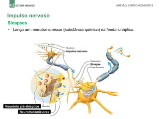 4.2 SISTEMA NERVOSO MISSÃO: CORPO HUMANO 9
Impulso nervoso
Sinapses
Neurónio pré-sináptico
• Lança um neurotransmissor (substância química) na fenda sináptica.
Impulso nervoso
Sinapse
Neurotransmissores
 