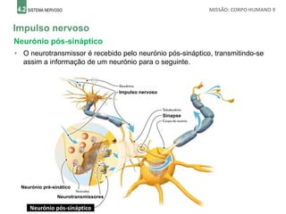 4.2 SISTEMA NERVOSO MISSÃO: CORPO HUMANO 9
Impulso nervoso
Neurónio pós-sináptico
• O neurotransmissor é recebido pelo neurónio pós-sináptico, transmitindo-se
assim a informação de um neurónio para o seguinte.
Impulso nervoso
Sinapse
Neurónio pré-sinático
Neurotransmissores
Neurónio pós-sináptico
 