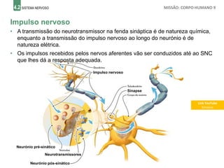 4.2 SISTEMA NERVOSO MISSÃO: CORPO HUMANO 9
Impulso nervoso
• A transmissão do neurotransmissor na fenda sináptica é de natureza química,
enquanto a transmissão do impulso nervoso ao longo do neurónio é de
natureza elétrica.
• Os impulsos recebidos pelos nervos aferentes vão ser conduzidos até ao SNC
que lhes dá a resposta adequada.
Impulso nervoso
Sinapse
Neurónio pré-sinático
Neurotransmissores
Neurónio pós-sinático
Link YouTube
Sinapse
 