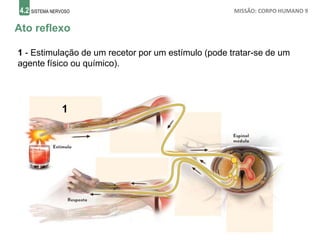 4.2 SISTEMA NERVOSO MISSÃO: CORPO HUMANO 9
Ato reflexo
1 - Estimulação de um recetor por um estímulo (pode tratar-se de um
agente físico ou químico).
1
 