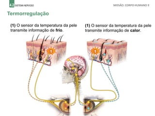 4.2 SISTEMA NERVOSO MISSÃO: CORPO HUMANO 9
Termorregulação
1 1
(1) O sensor da temperatura da pele
transmite informação de calor.
(1) O sensor da temperatura da pele
transmite informação de frio.
 