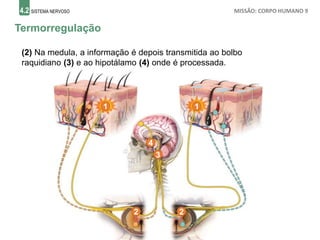 4.2 SISTEMA NERVOSO MISSÃO: CORPO HUMANO 9
Termorregulação
1
(2) Na medula, a informação é depois transmitida ao bolbo
raquidiano (3) e ao hipotálamo (4) onde é processada.
2 2
3
4
1
 