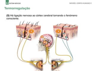 4.2 SISTEMA NERVOSO MISSÃO: CORPO HUMANO 9
Termorregulação
1
(5) Há ligação nervosa ao córtex cerebral tornando o fenómeno
consciente.
2 2
3
4
1
5
 