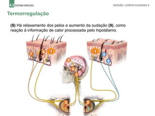 4.2 SISTEMA NERVOSO MISSÃO: CORPO HUMANO 9
Termorregulação
1
(8) Há relaxamento dos pelos e aumento da sudação (9), como
reação à informação de calor processada pelo hipotálamo.
2 2
3
4
1
5
6
7 8
9
 
